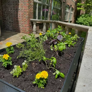 Residents planted a beautiful herb garden on the back patio of the Original Building with two kinds of basil, thyme, parsley, sage, dill, marigolds, alyssum, and nasturtium seeds. We’ll check back in a few weeks to see how it’s growing!