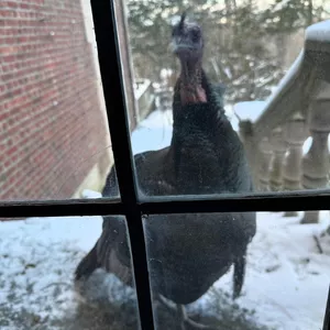 Friday funny: Its been so cold lately even our turkey friends are turning to the BA for refuge!