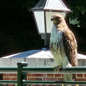 Spotted outside our Christian Science Nursing Building, even red-tailed hawks appreciate this refuge!